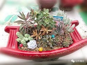 精品多肉吃瓜,探寻多肉植物中的“精品吃瓜”之旅  第1张